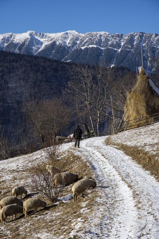 ホテル Samedru Măgura エクステリア 写真