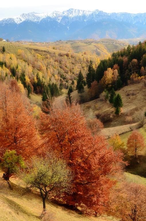 ホテル Samedru Măgura エクステリア 写真