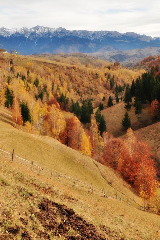 ホテル Samedru Măgura エクステリア 写真