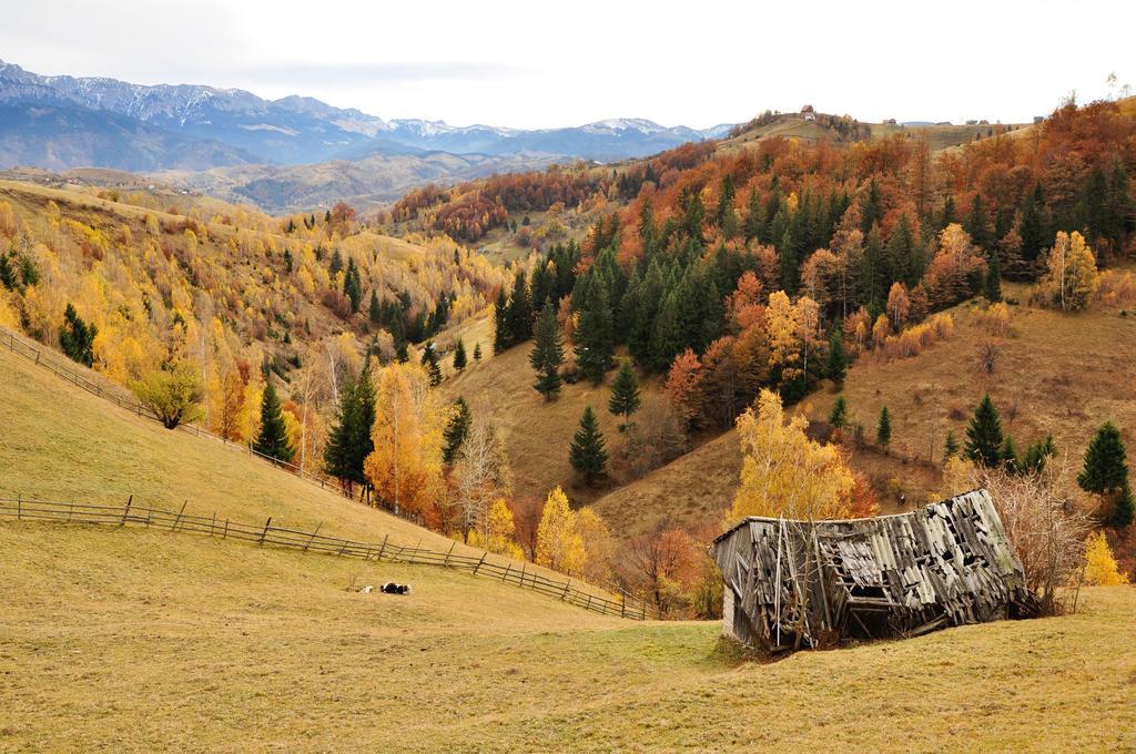 ホテル Samedru Măgura エクステリア 写真