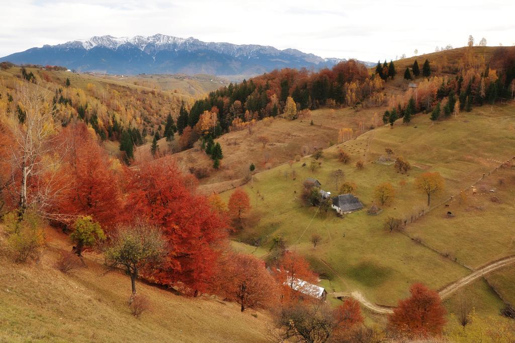 ホテル Samedru Măgura エクステリア 写真
